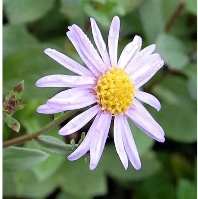 Sommeraster Sonia Aster amellus in Lila als mehrjährige Schnittpflanze für Naturgarten und Steingarten - Bild 1