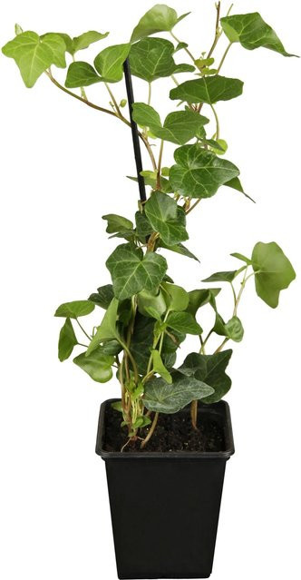Großblättriger Irischer Efeu Hedera Hibernica als Kletterpflanze im Topf mit einem Durchmesser von ca. 9 cm - Bild 1