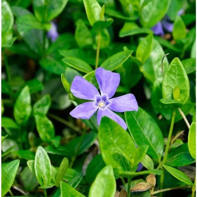 Kleinblättriges Immergrün Marie Vinca minor als wintergrüne Gartenpflanze von Nr-01.de - Bild 1