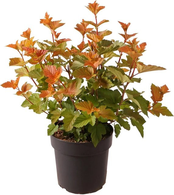 GROW by OBI Blasenspiere Magic Ball Physocarpus opulifolius Strauch, Höhe: 40 cm - Bild 1