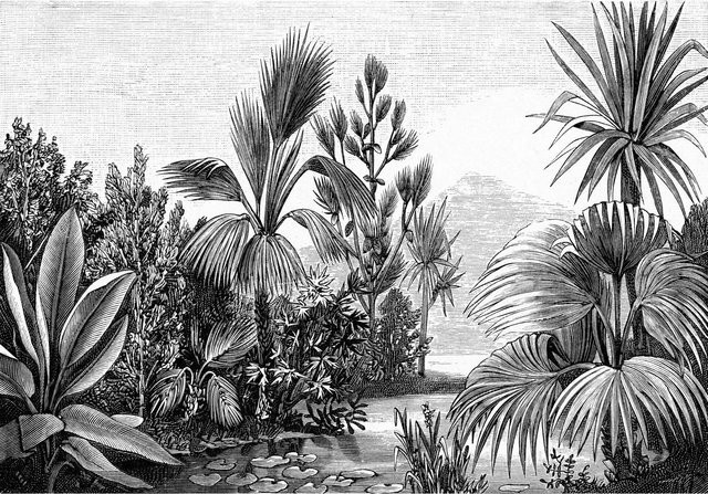 ESTAhome Fototapete Tropische Landschaft in Schwarz-Weiß, Breite: 400 cm, Höhe: 279 cm - Bild 1