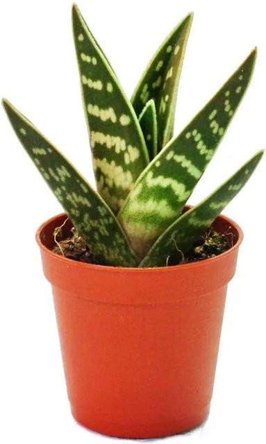 Exotenherz Aloe Variegata Tiger-Aloe Sukkulente als mittelgroße Zimmerpflanze im 8,5 cm Topf - Bild 1