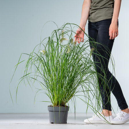 Lampenputzergras Hameln Pennisetum alopecuroides von BLUME2000 pflegeleichtes Ziergras