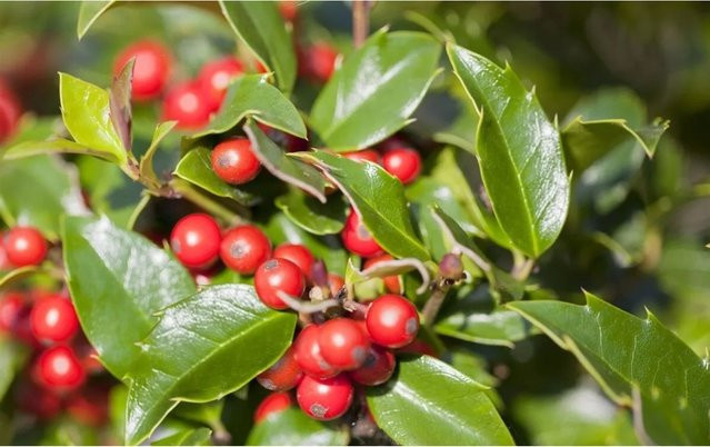 Ilex meserveae Blue Girl Immergrüne Heckenpflanze und Strauch im 9x9 cm Topf - Bild 1