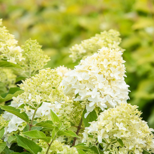 Rispenhortensie Skyfall weiß von Mein schöner Garten Shop - Bild 1