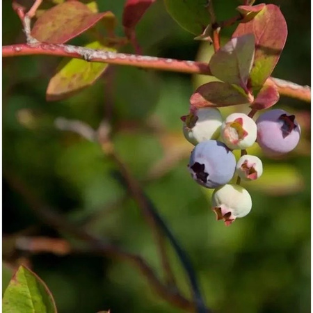 Heidelbeere Hortblue Poppins Vaccinium corymbosum Beerenstrauch