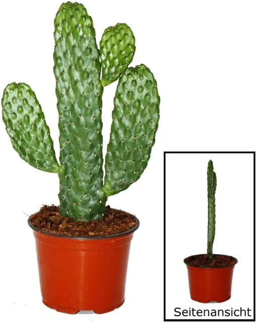 Exotenherz Consolea Rubescens Flacher Ohrenkaktus im 12cm Topf, Grün - Bild 1