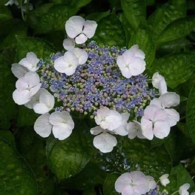 Arborix Hortensie Teller White Hydrangea in Weiß, Kompaktpflanze im Container - Bild 1