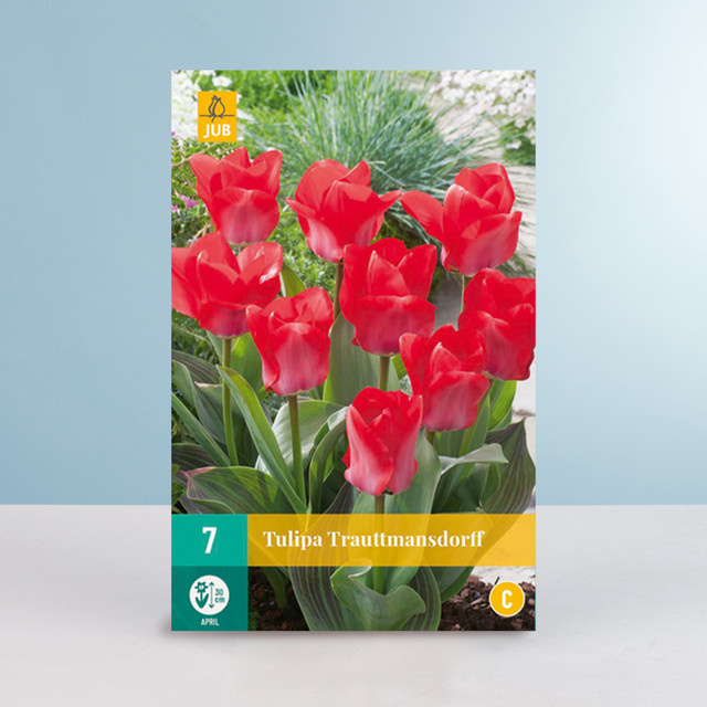 Greigii-Tulpe Trautmansdorff Blumenzwiebeln von BLUME2000, 7 Stück - Bild 1