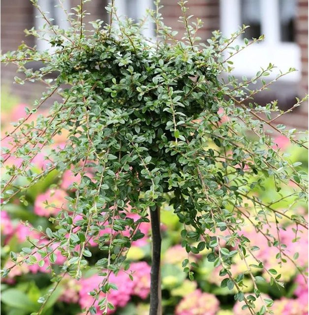 Cotoneaster dammeri Kriechmispel Streibs Findling Hochstamm Bodendecker Höhe: 80-100 cm - Bild 1