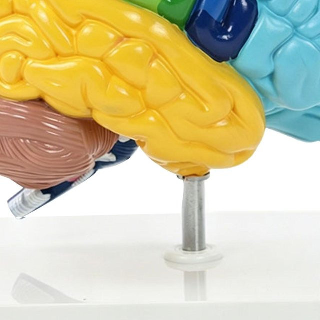 Menschliches Gehirnmodell Rechte Hemisphäre, Anatomie Lehrmittel, PVC, yellow - Bild 1