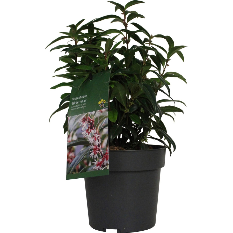 GROW by OBI Sarcococca Duft-Fleischbeere Wintergrün Zierstrauch im Topf, Höhe: 20 - 30 cm - Bild 2