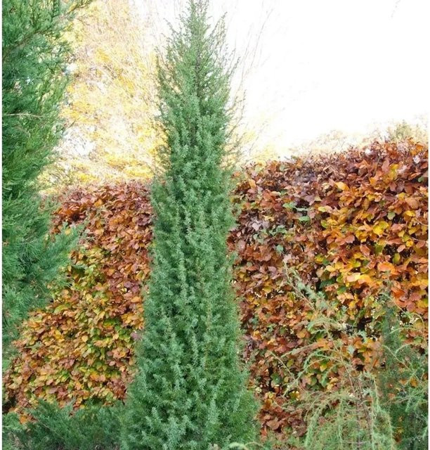Heide-Wacholder Norwegen Juniperus communis in Silberblau und Grün, Höhe: 40-60 cm - Bild 1