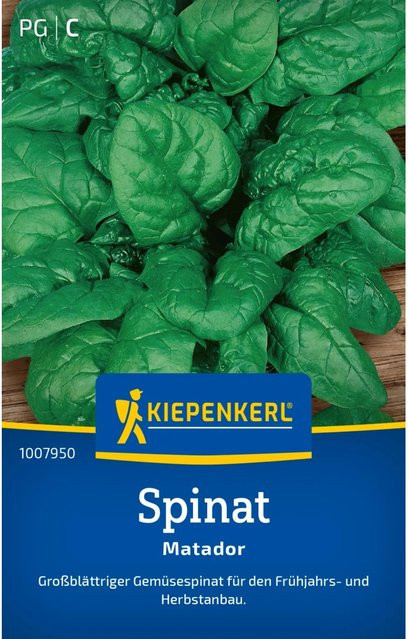 Kiepenkerl Spinat Matador Sorte für Frühjahr und Herbst - Bild 1