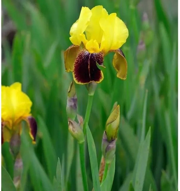 Schwertlilie Rajah Brooke Iris barbata als Gartenstaude und Beetpflanze von Nr-01.de - Bild 1