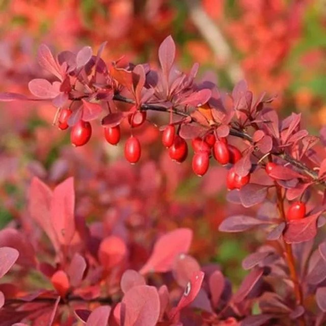 Arborix Berberitze Atropurpurea Berberis thunbergii mit rotem Laub im Container, Höhe: 30 bis 40 cm - Bild 1