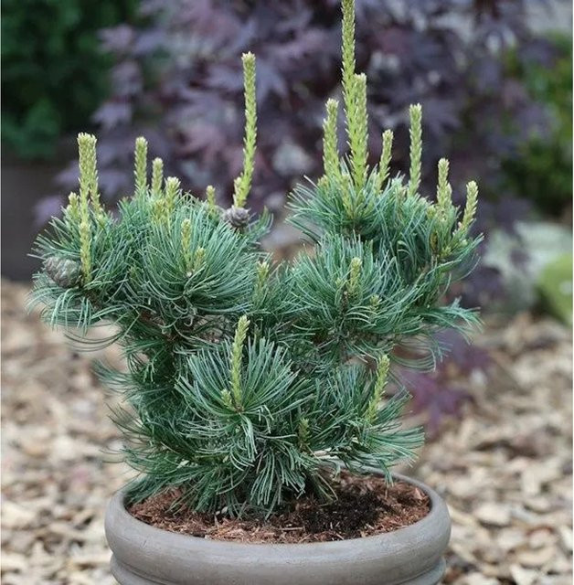 Mädchenkiefer Schoons Bonsai Pinus parviflora von Nr-01.de, grün, 25-30 cm - Bild 1