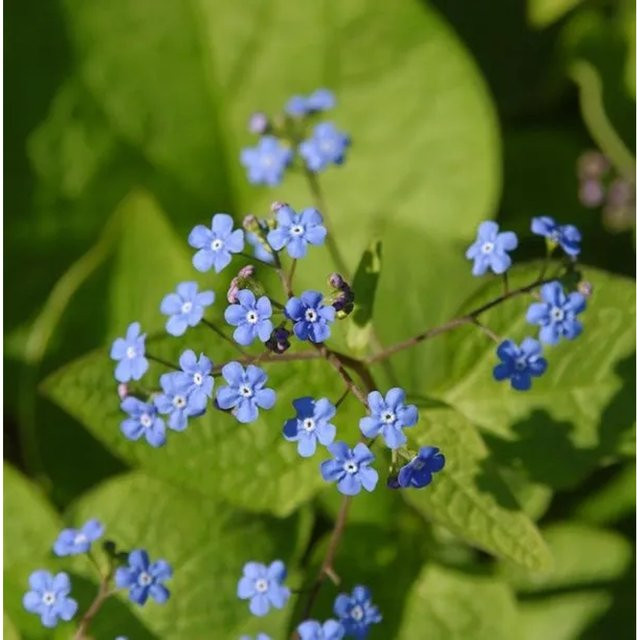 Brunnera macrophylla Kaukasus-Vergissmeinnicht als blaue mehrjährige Bodendecker-Pflanze im Topf - Bild 1