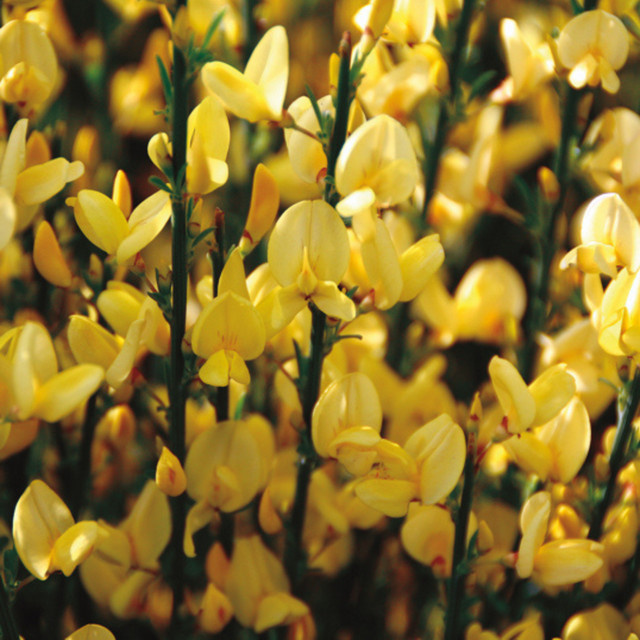Gelber Elfenbein-Ginster Allgold als Zierstrauch von Mein schöner Garten Shop - Bild 1
