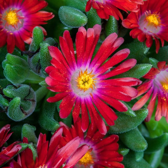 Rote Mittagsblume Delosperma als pflegeleichte Bodendecker-Staude für den Außenbereich - Bild 1