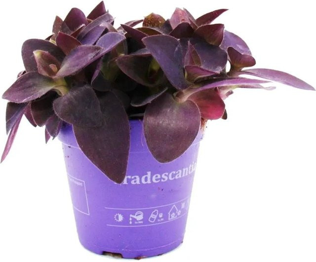 Exotenherz Dreimasterblume Tradescantia Pallida pflegeleichte hängende Zimmerpflanze in Lila, 12 cm Topf - Bild 1