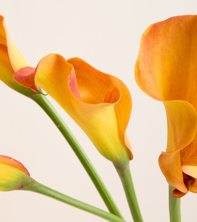 Blume2000 Calla Orange