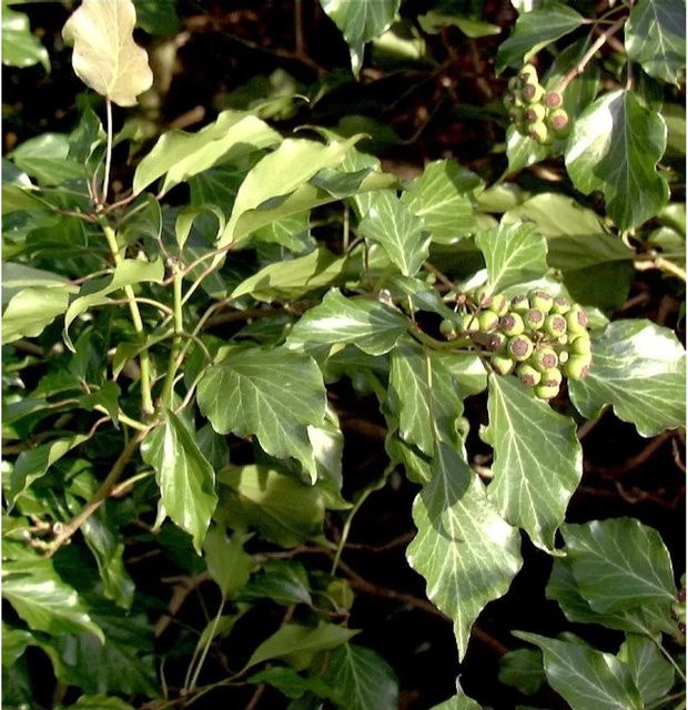 Hedera helix Arborescens Strauch in Grün, Höhe: 50-60 cm - Bild 1