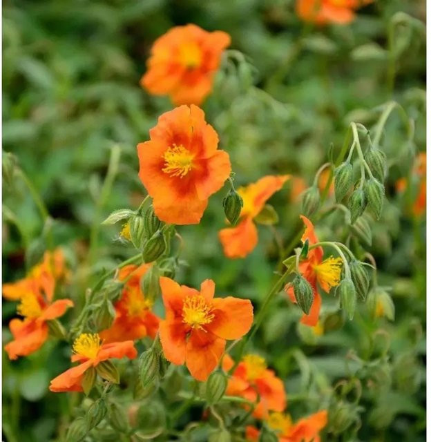 Sonnenröschen Braungold Helianthemum cultorum als goldener Bodendecker für Steingärten und Einfassungen - Bild 1