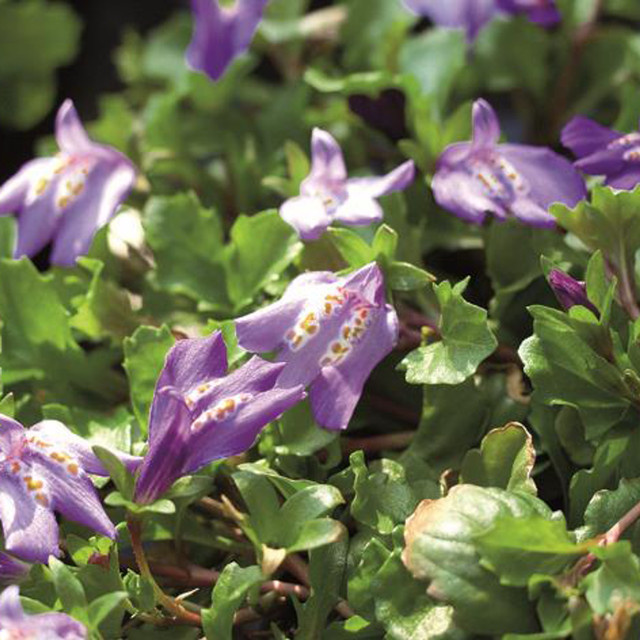 BLUME2000 Mazus reptans Blau - 3 Stück Bodendecker - Bild 1