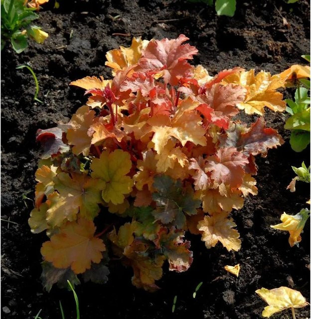 Heuchera micrantha Purpurglöckchen Amber Waves Bodendecker in Orange - Bild 1