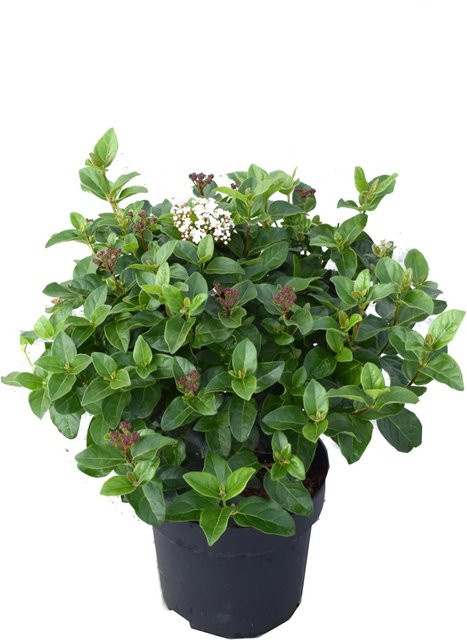 GROW by OBI Lorbeer-Schneeball Lisarose Viburnum tinus als Heckenpflanze im 6l Topf, Höhe: 50 cm - Bild 1