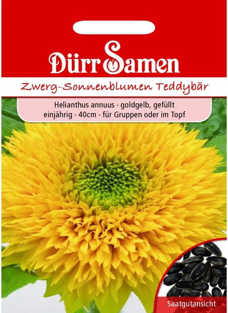 Dürr Sonnenblume Teddybär Goldorange Gefüllt Einjährig Saatgut 50 g - Bild 1