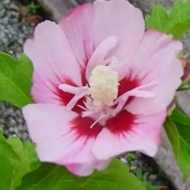 Arborix Garteneibisch Hamabo Hibiscus syriacus Sommerblühender Zierstrauch in Pink und Rot, Höhe: 40 bis 60 cm - Bild 1