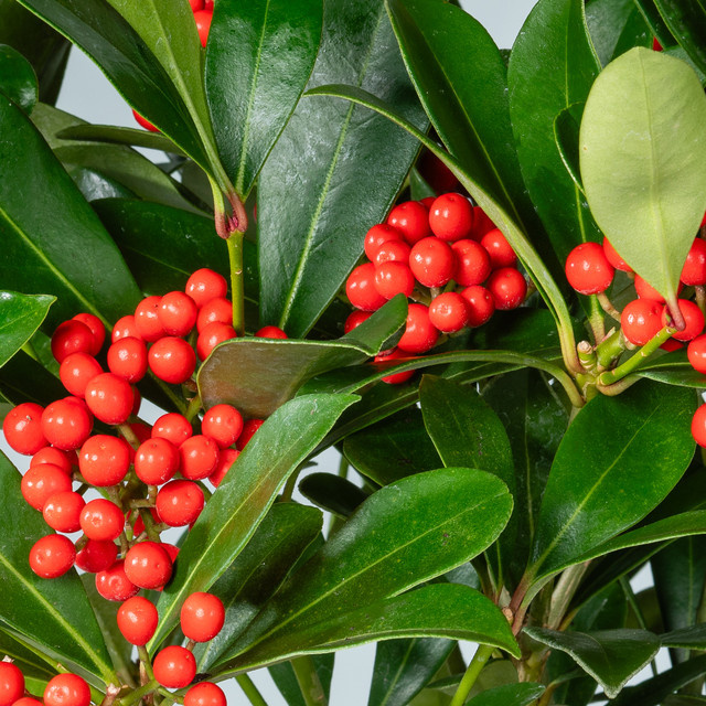 3er Set Skimmia japonica Skimmie von BLUME2000 als Zierstrauch für Beet und Balkon - Bild 1