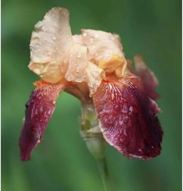 Schwertlilie Indian Chief Iris barbata als mehrfarbige Beetpflanze von Nr-01.de - Bild 1