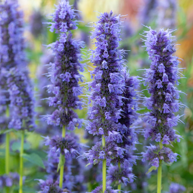 3er Set BIO Duftnessel Agastache rugosa von BLUME2000 für Duftgarten, Balkon und Kübel - Bild 1