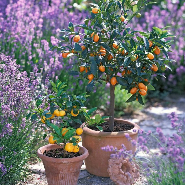 Pflanzen-Set Zitruszauber mit 5 Kübelpflanzen von Mein schöner Garten Shop - Bild 1