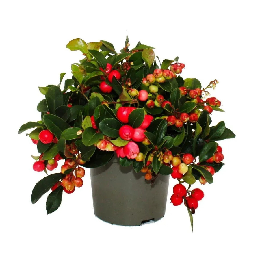 Exotenherz Teppichbeere Gaultheria procumbens Set mit 6 winterharten Pflanzen und dekorativen Beeren in Rot und Pink - Bild 2