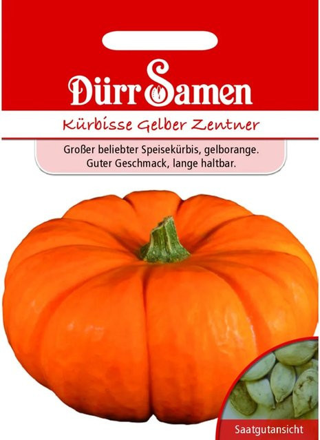 Dürr Kürbis Samen Gelber Zentner Saatgut - Bild 1
