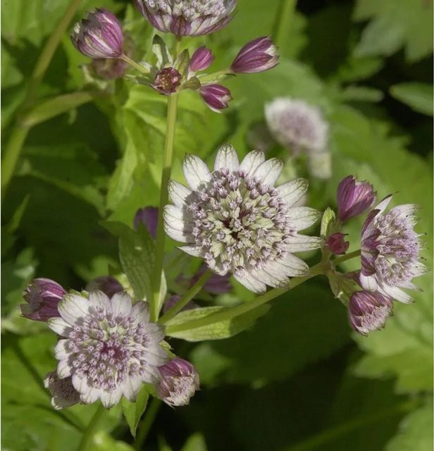 Astrantia major Sterndolde Rosea pink als mehrjährige Schnittpflanze im Topf - Bild 1