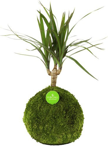 Kibonu Drachenbaum Dracaena marginata Zimmerpflanze in Grün - Bild 1