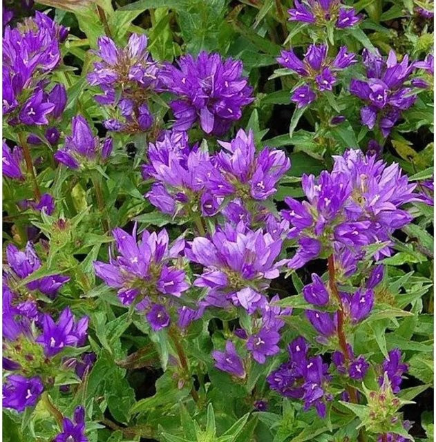 Knäulglockenblume Campanula glomerata lila Stauden für den Naturgarten von Nr-01.de - Bild 1