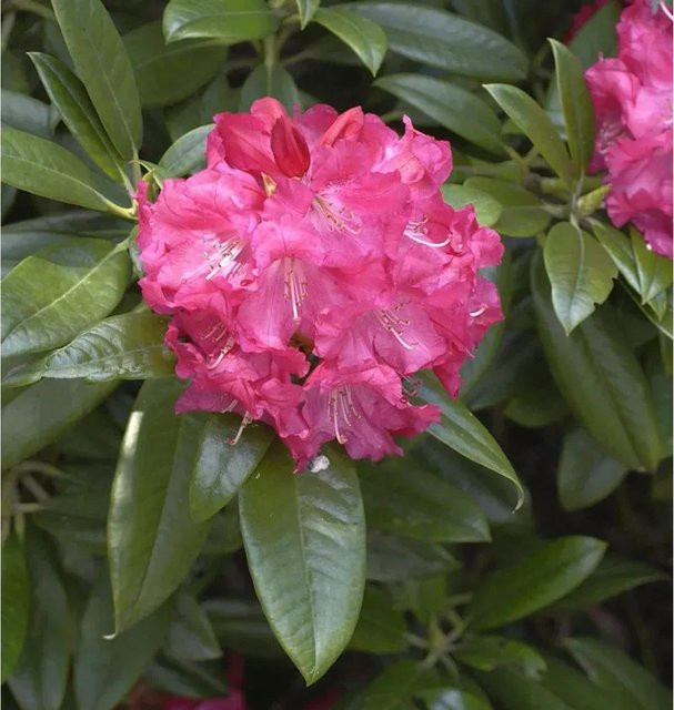 INKARHO Rhododendron Diana Hemel Alpenrose, pinkfarbener Strauch, Höhe: 40-50 cm - Bild 1