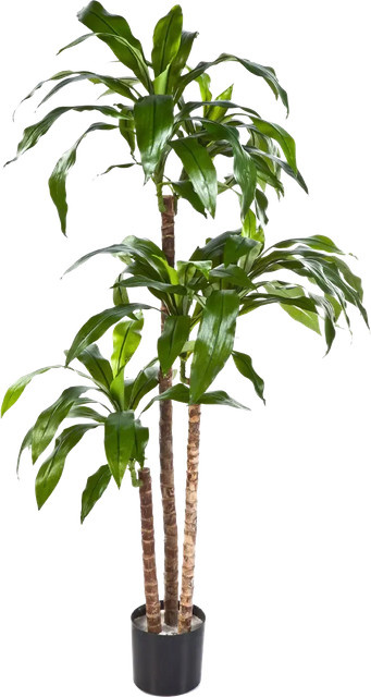 Künstlicher Drachenbaum Noel von Aplanta, Höhe: 150 cm - Bild 1