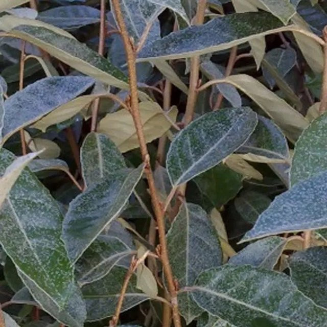 Arborix Ölweide Elaeagnus ebbingei als Heckenpflanze im Container mit dunkelgrünem Laub, Höhe: 40 bis 60 cm - Bild 1