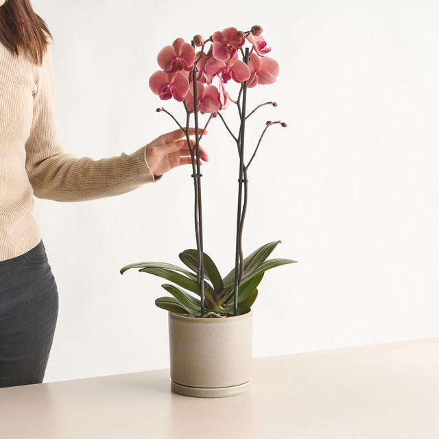 Phalaenopsis Orchidee in Rot von BLUME2000 als Tischpflanze - Bild 1