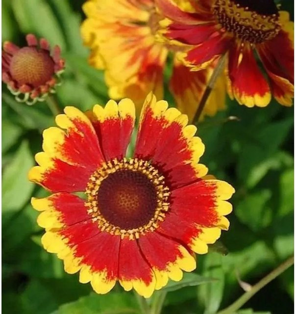 Helenium cultorum Sonnenbraut Biedermeier Beetpflanze in Rot und Gelb - Bild 1