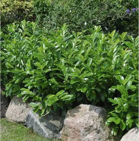 Kirschlorbeer Diana Prunus laurocerasus als grüne Heckenpflanze für den Garten, Höhe: 100-125 cm