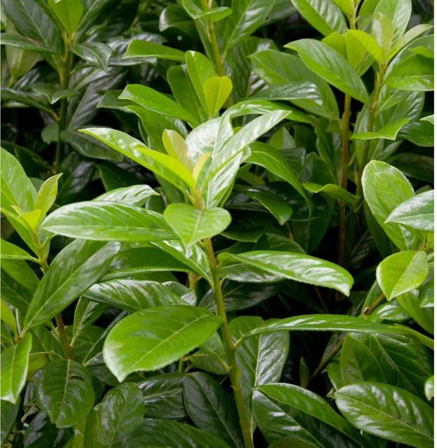 Kirschlorbeer Novita Prunus laurocerasus als grüne Heckenpflanze für deinen Garten, Höhe: 40-60 cm - Bild 1