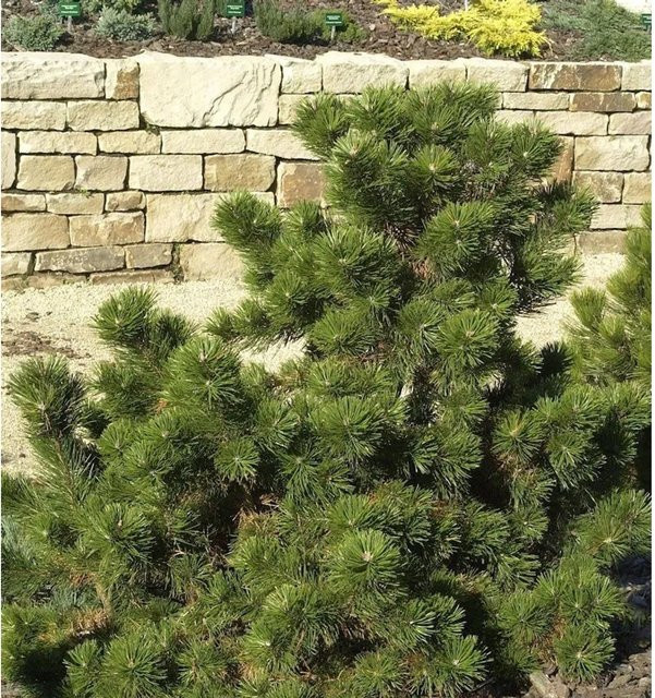 Strauchkiefer Pinus mugo für deinen Garten, Höhe: 40-50 cm, grün - Bild 1